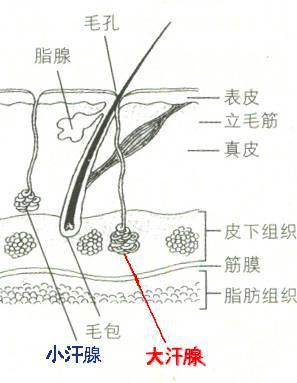  狐臭亦称腋臭,体臭,主要指腋窝部位的汗腺分泌物与微生物作用